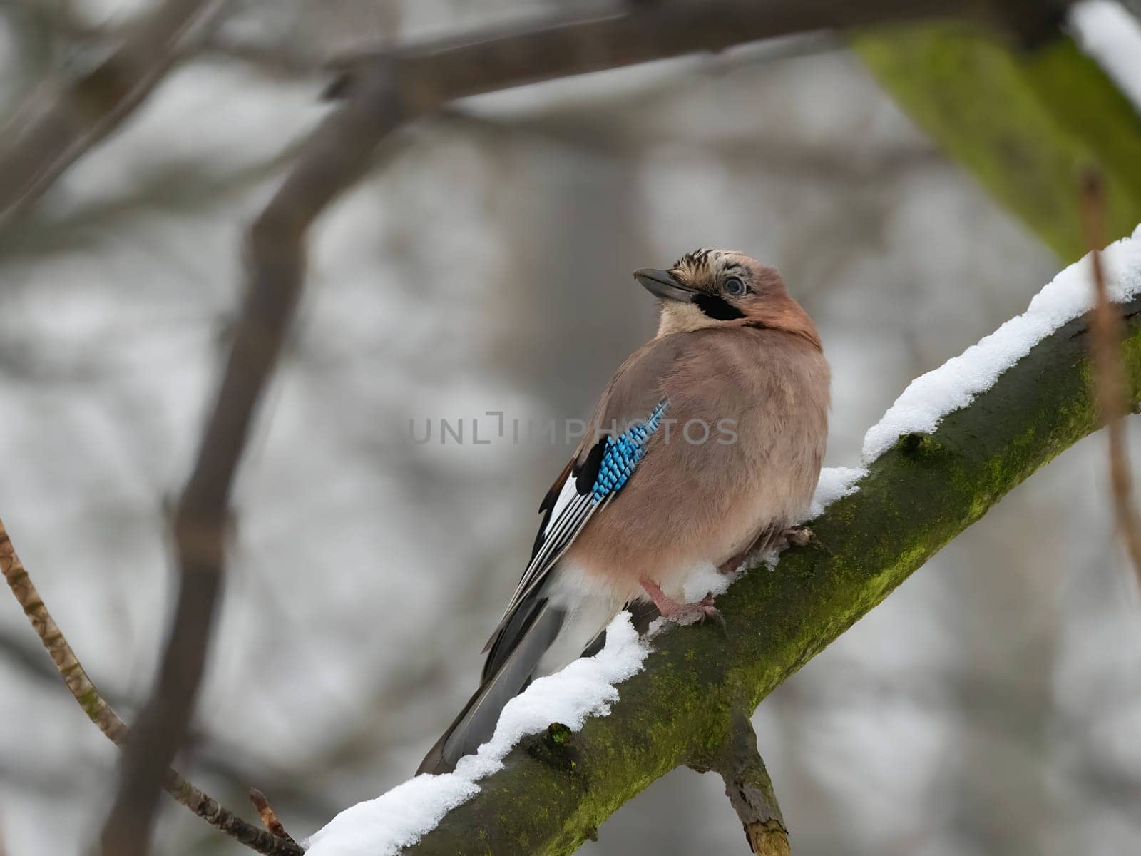 Colorful Eurasian jay perched on a snowy branch in a winter wonderland.
