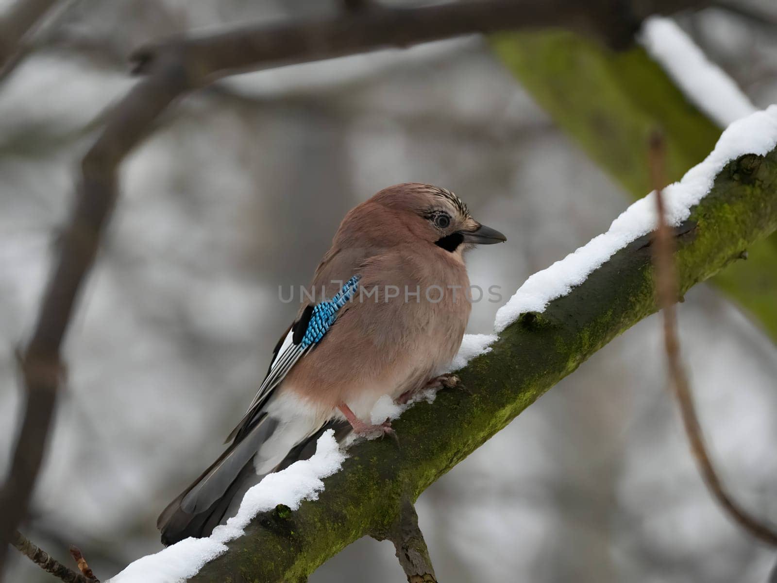 Colorful Eurasian jay perched on a snowy branch in a winter wonderland.