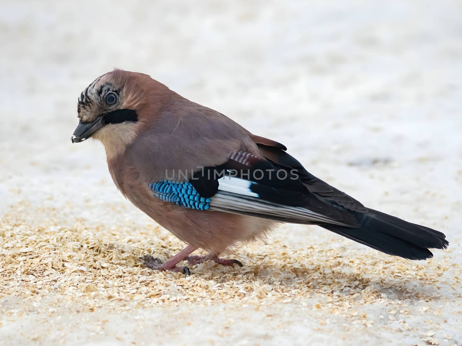 Large photo of a beautiful Eurasian jay against a snowy white background.