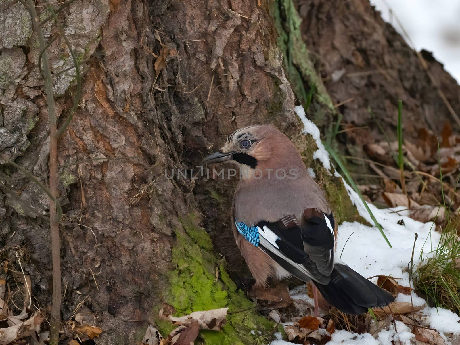 Eurasian jay perched on a tree trunk in a winter snowy scenery.