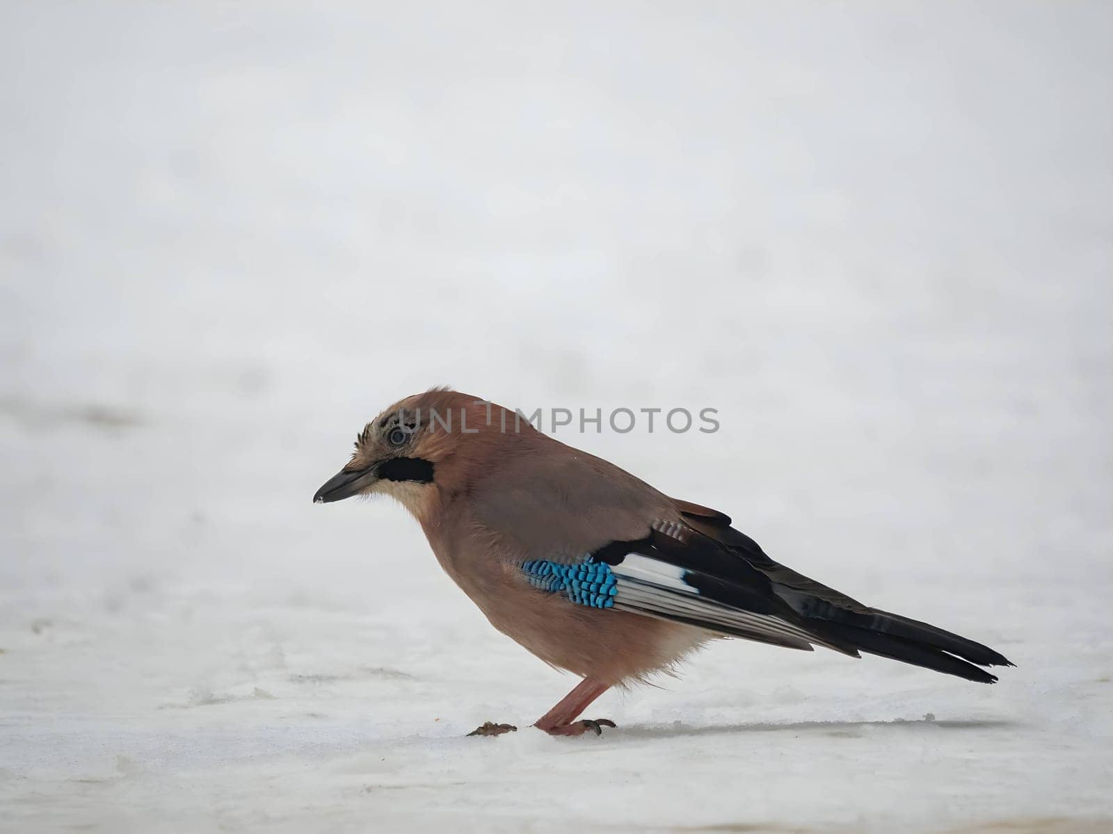 Large photo of a beautiful Eurasian jay against a snowy white background.