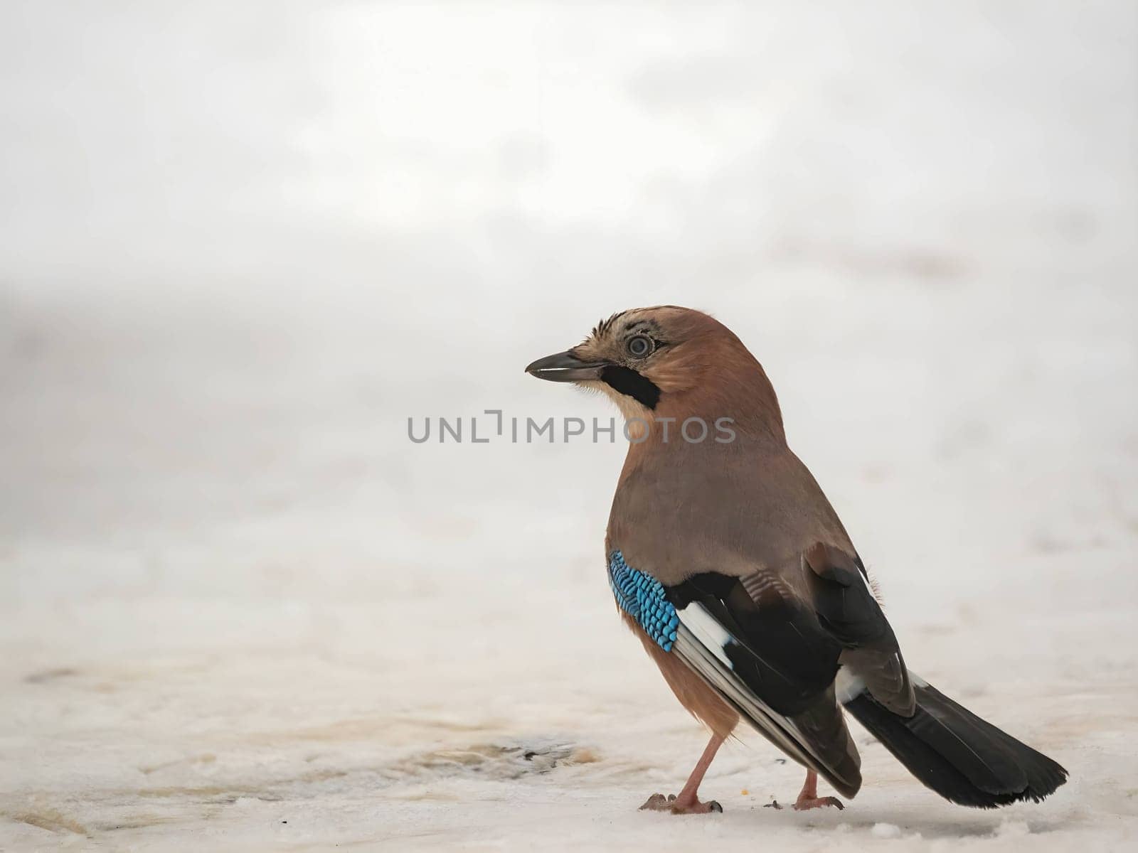 Large photo of a beautiful Eurasian jay against a snowy white background.