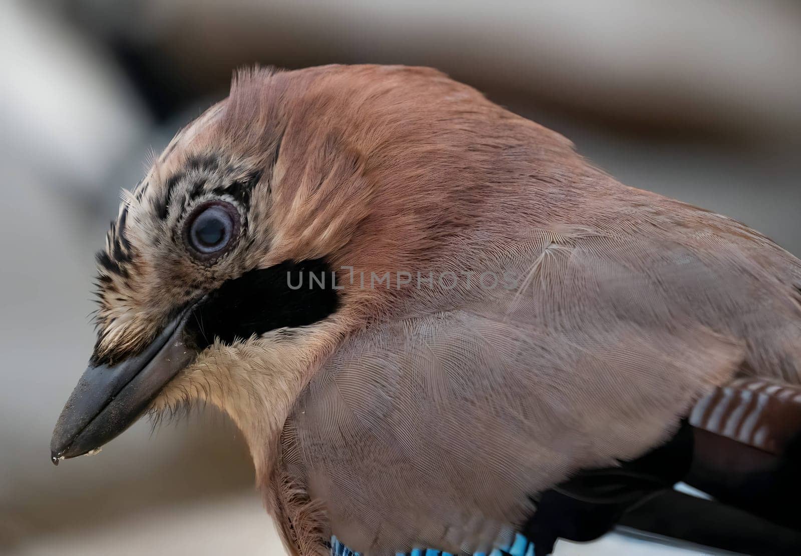 Close-up photo of a stunning Eurasian jay showcasing its vibrant feathers.