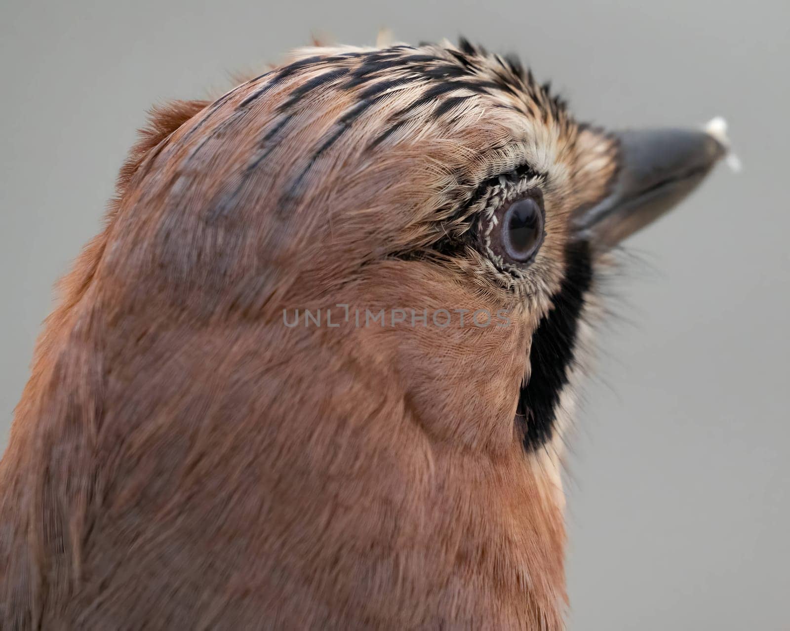 Close-up photo of a stunning Eurasian jay showcasing its vibrant feathers.