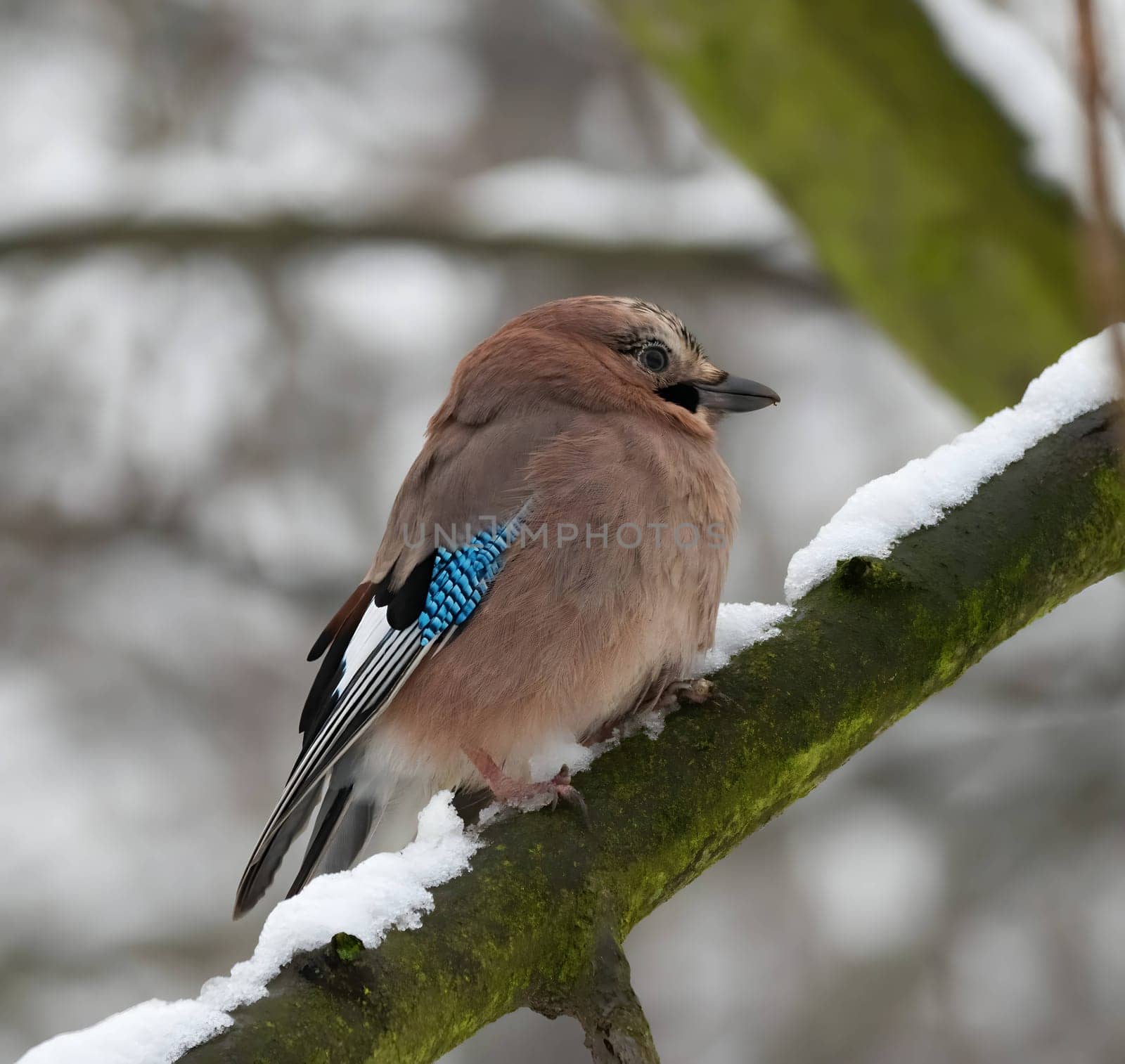 Colorful Eurasian jay perched on a snowy branch in a winter wonderland.