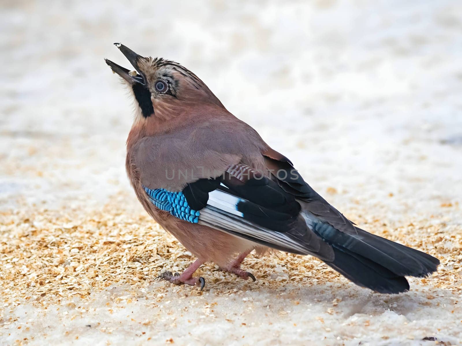 Large photo of a beautiful Eurasian jay against a snowy white background.
