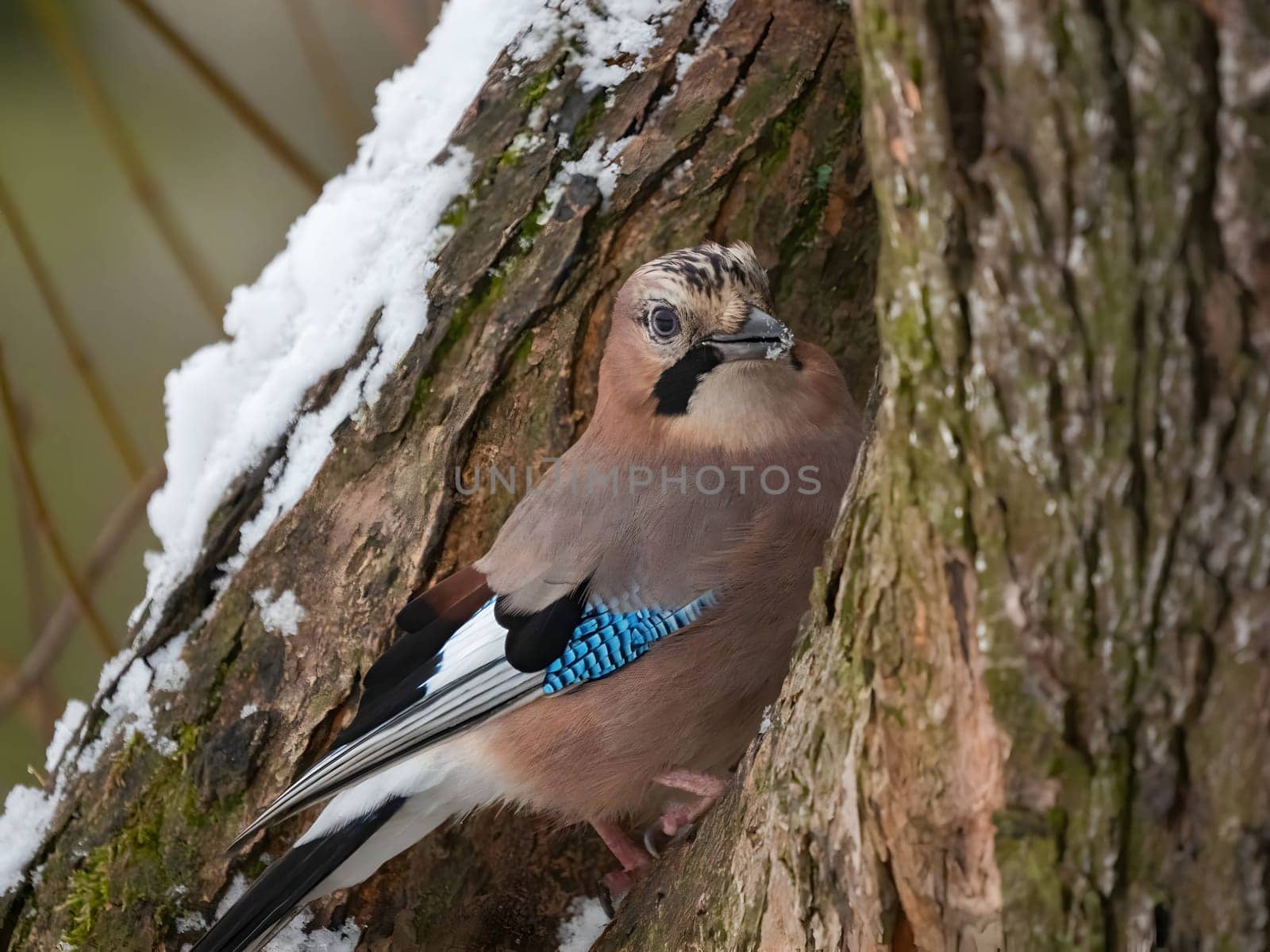 Eurasian jay perched on a tree trunk in a winter snowy scenery.