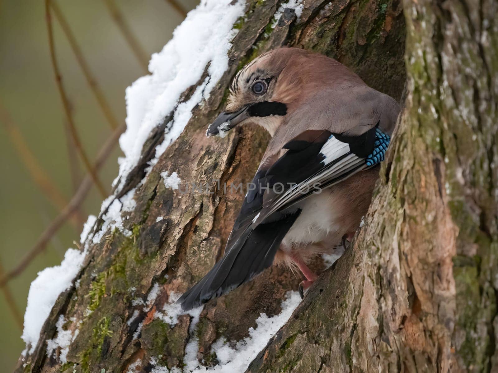 Eurasian jay perched on a tree trunk in a winter snowy scenery.