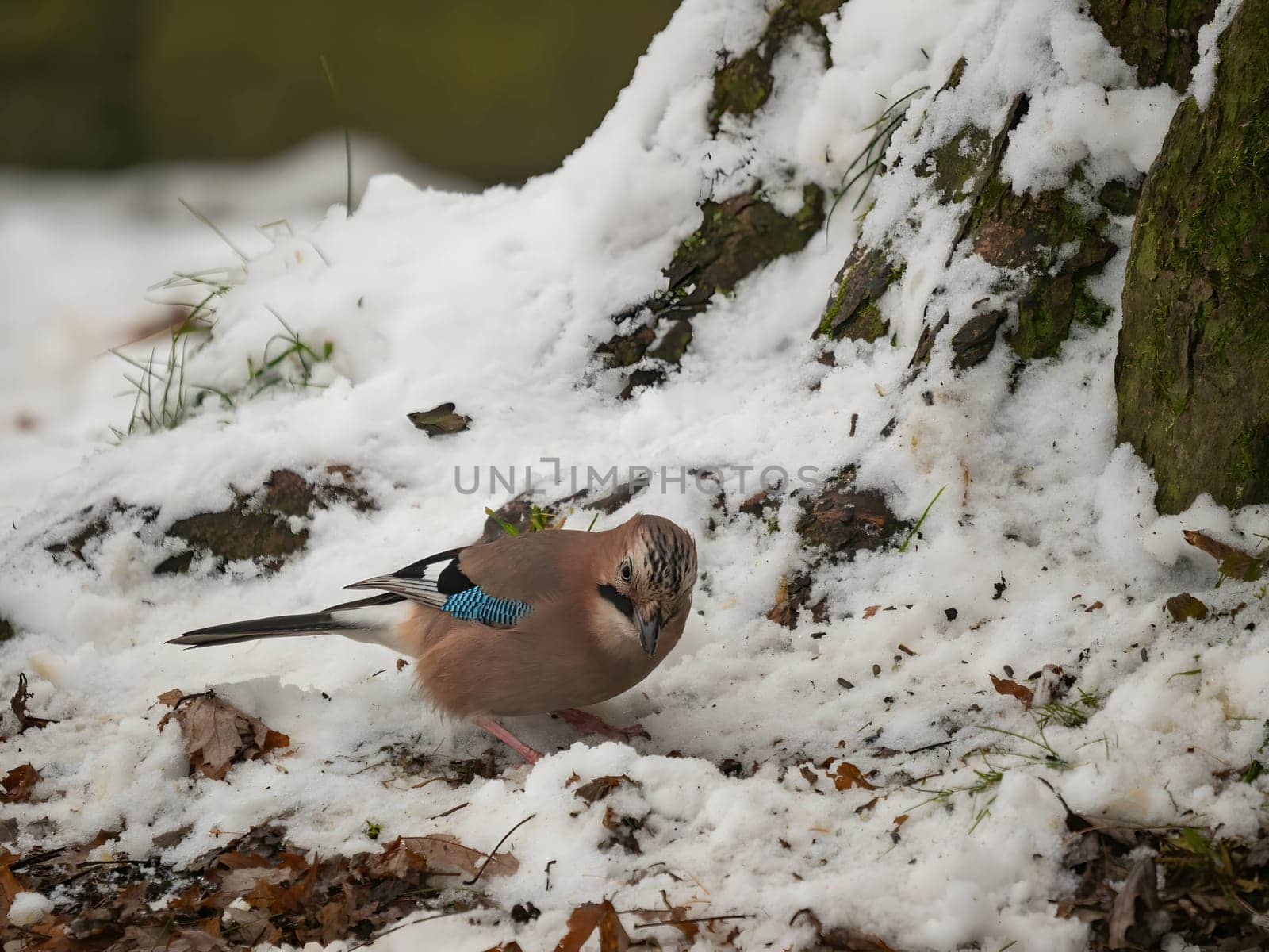 Large photo of a beautiful Eurasian jay against a snowy white background.