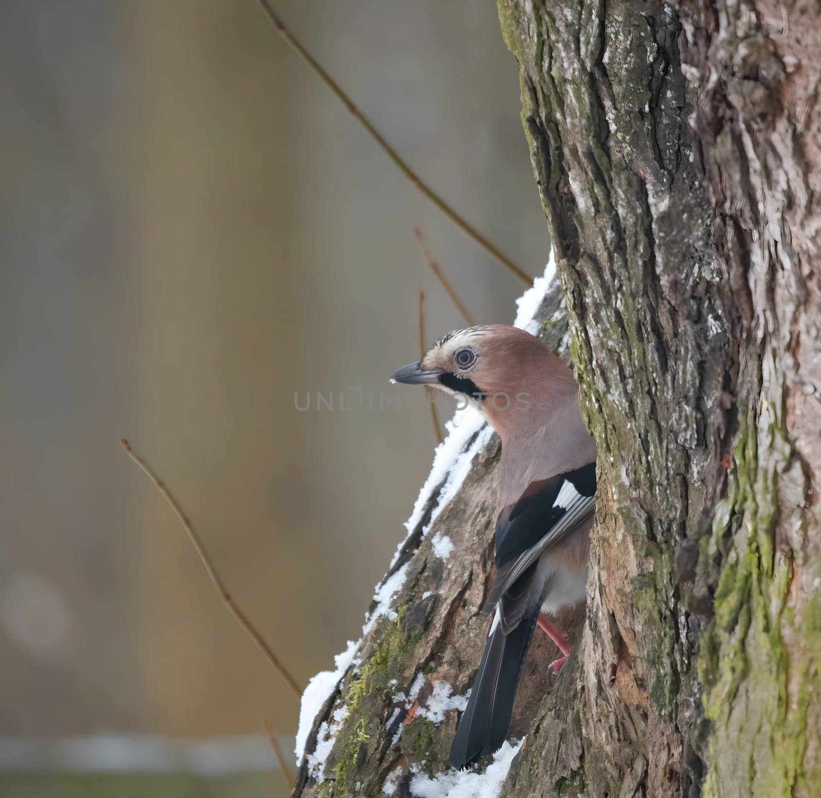 Eurasian jay perched on a tree trunk in a winter snowy scenery.