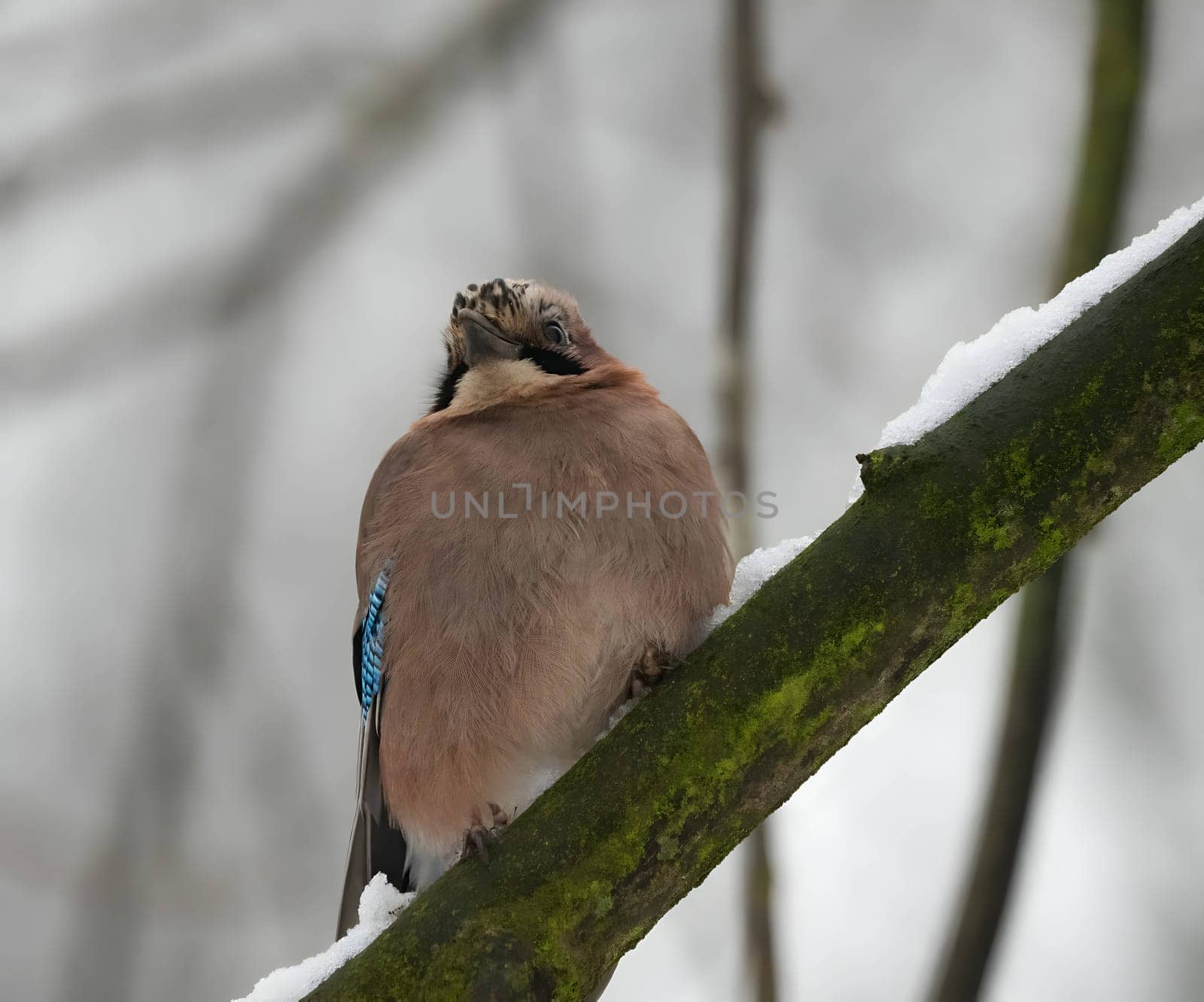 Colorful Eurasian jay perched on a snowy branch in a winter wonderland.