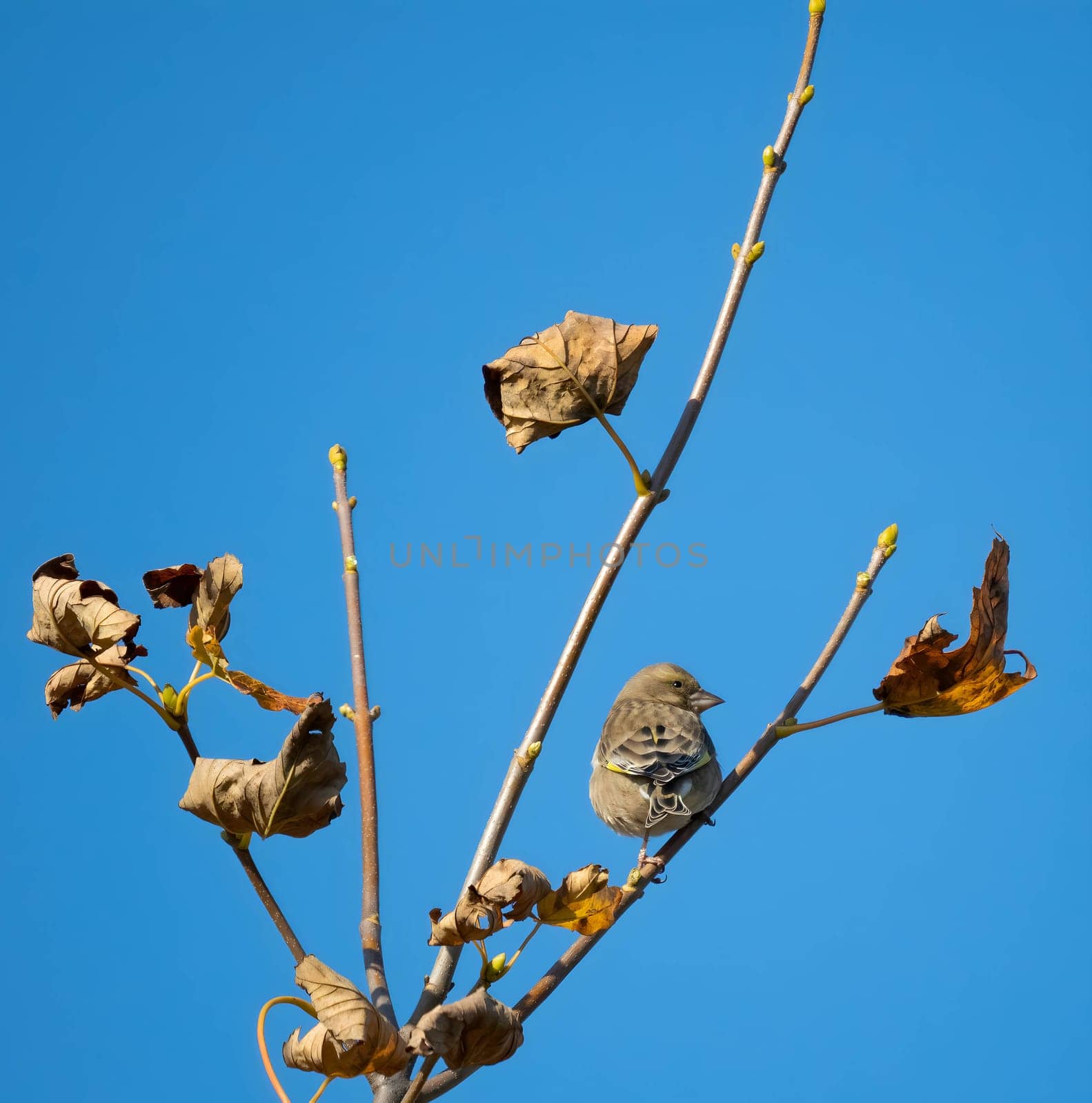 European greenfinch perched on a tree branch with withered leaves, amidst autumn scenery.