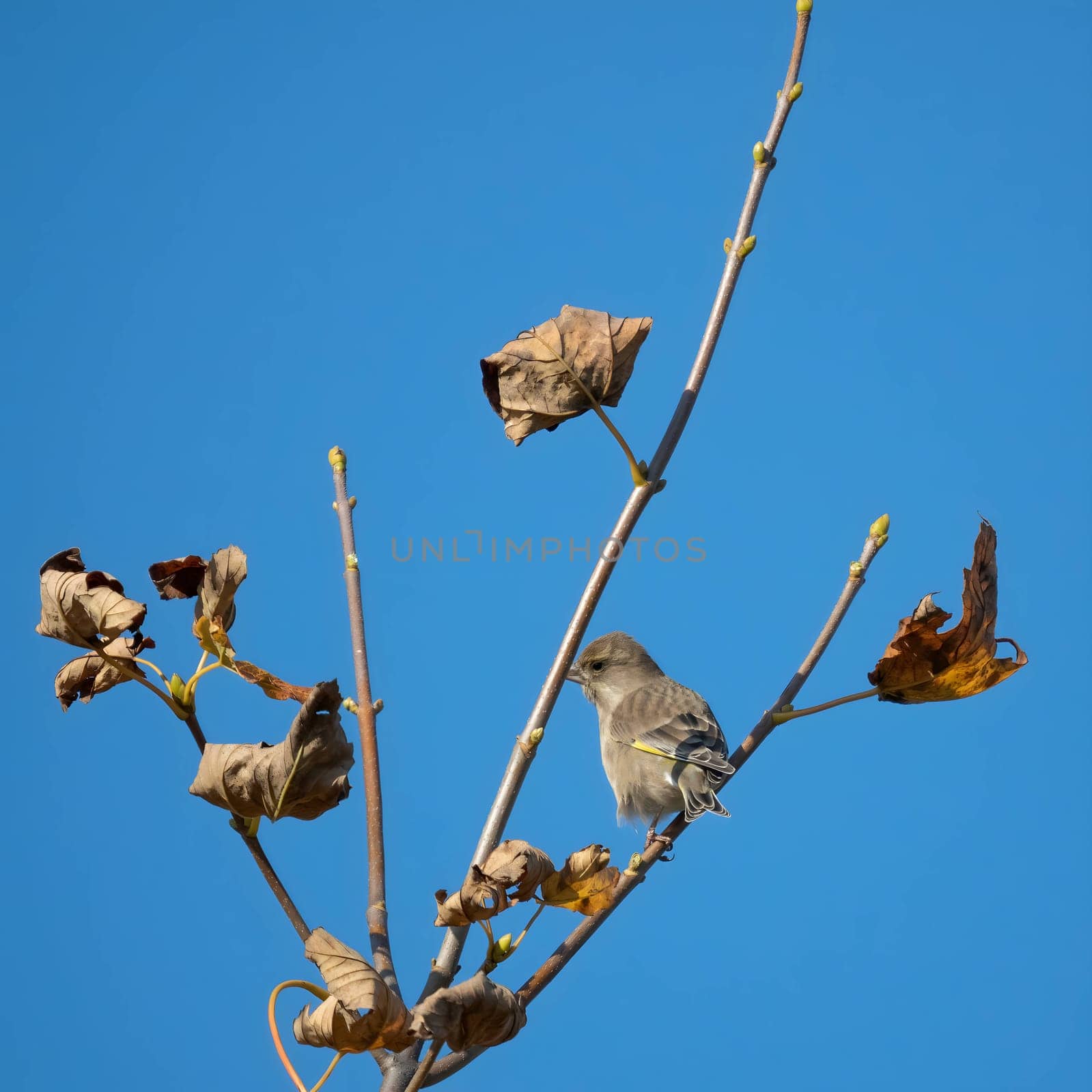 European greenfinch perched on a tree branch with withered leaves, amidst autumn scenery.