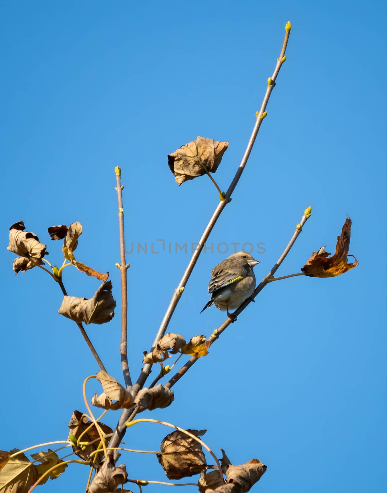 European greenfinch perched on a tree branch with withered leaves, amidst autumn scenery.