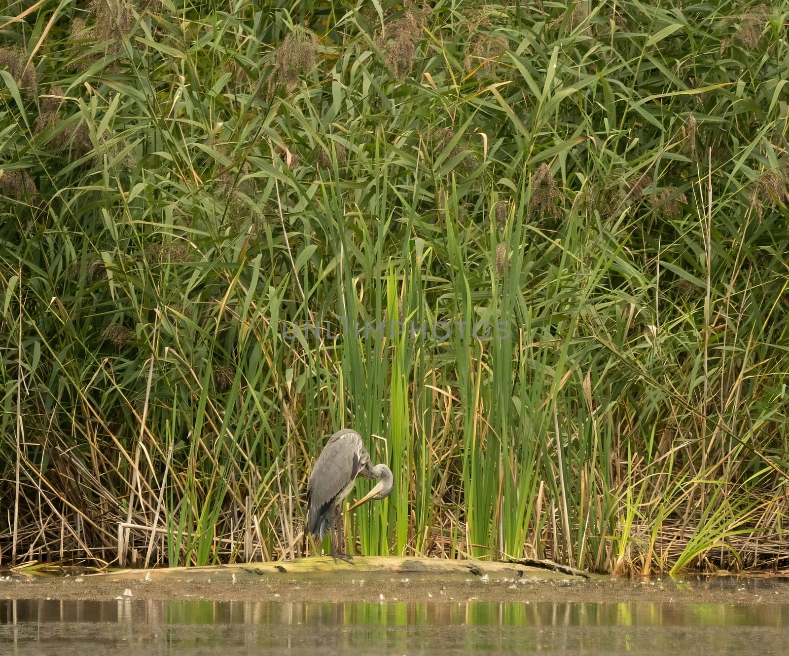 Grey heron standing against a backdrop of lush green reeds.