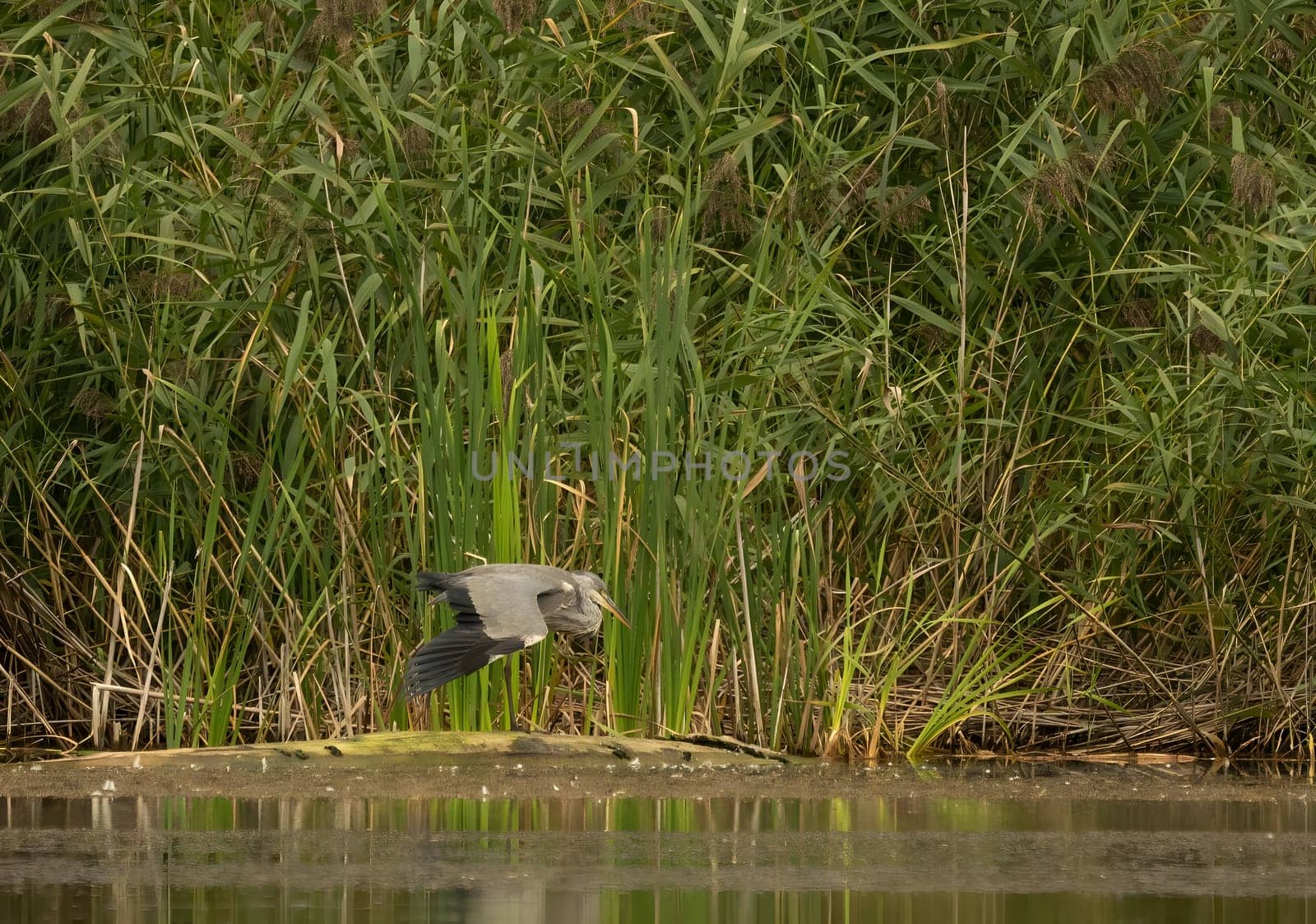 Grey heron standing against a backdrop of lush green reeds.