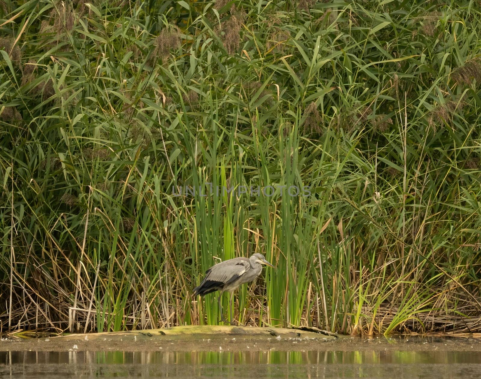 Grey heron standing against a backdrop of lush green reeds.