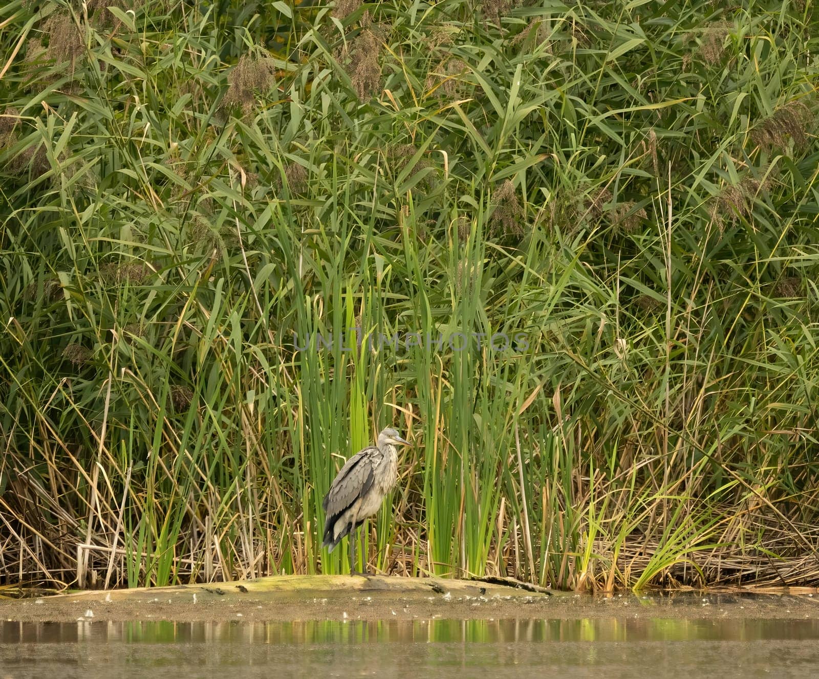 Grey heron standing against a backdrop of lush green reeds.
