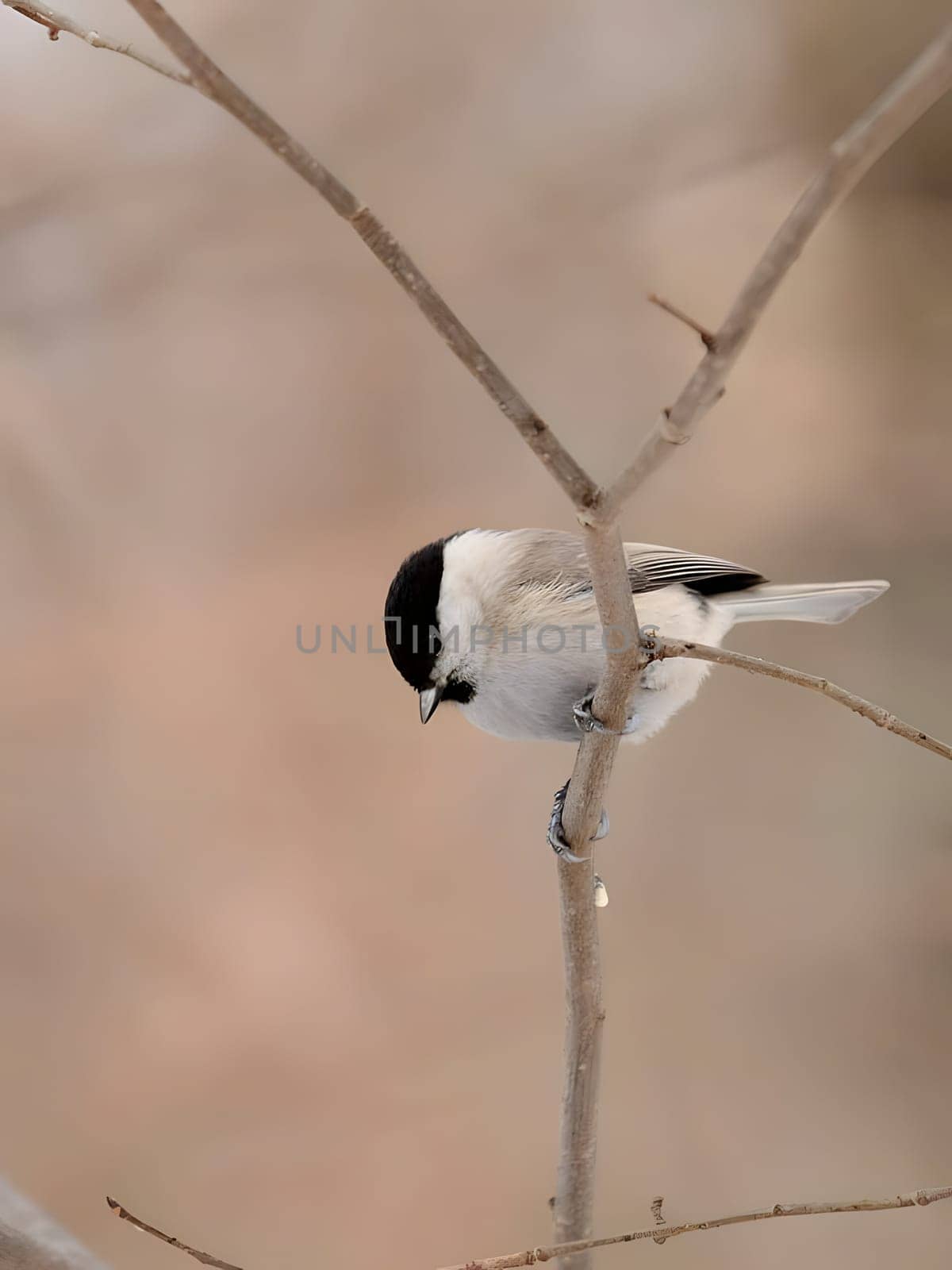 A charming Marsh Tit perched on a tree branch, its striking features highlighted against a beautifully blurred background.