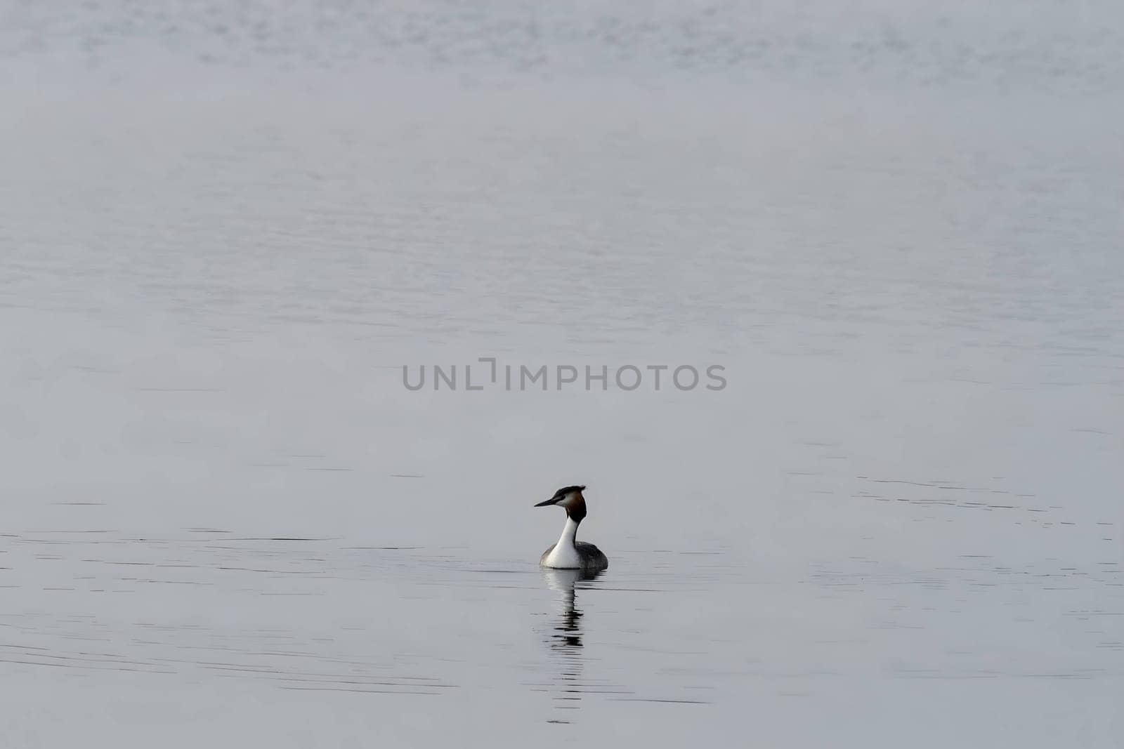 Close-up photo of a male and female Great Crested Grebe together on the water.