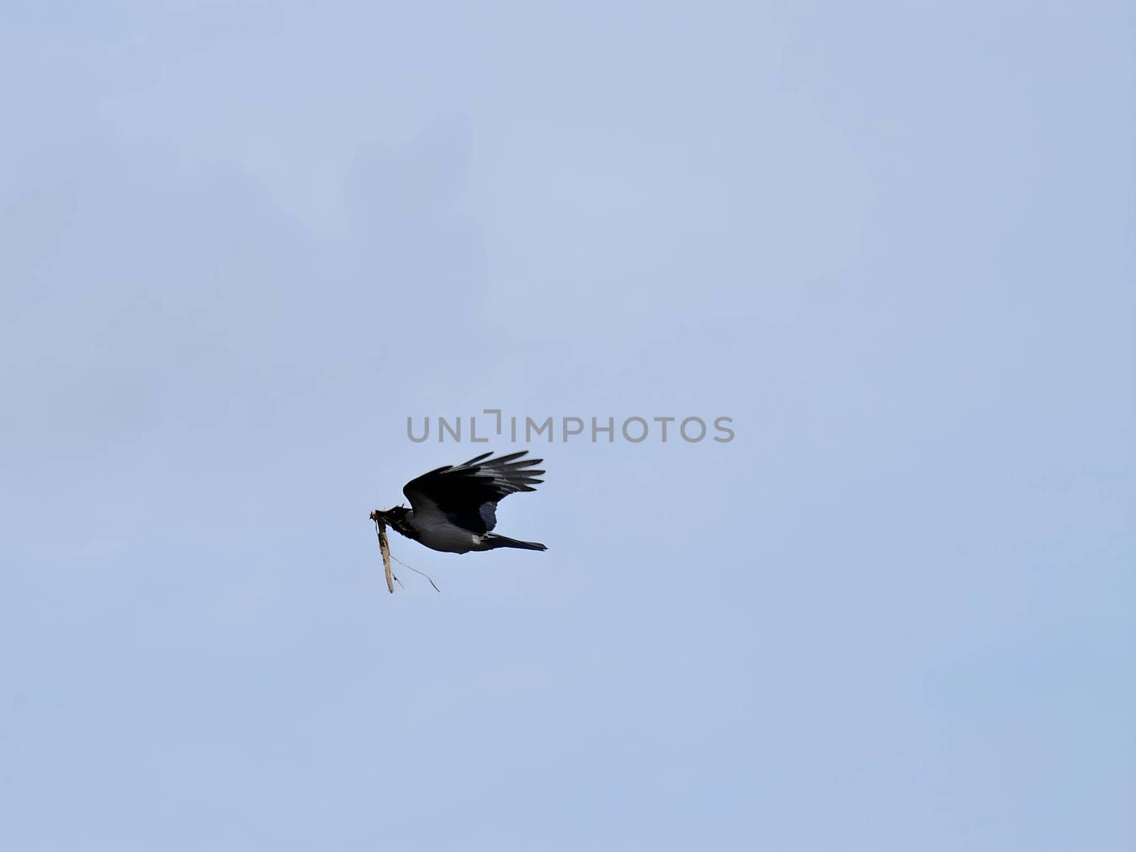 A Black-headed gull gracefully soaring through the air, carrying a tuft of grass in its beak, likely building a nest or tending to its young.