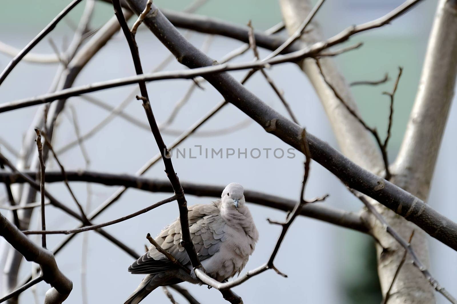 Eurasian collared dove perched gracefully on a tree branch, its soft cooing blending with the serenity of nature.