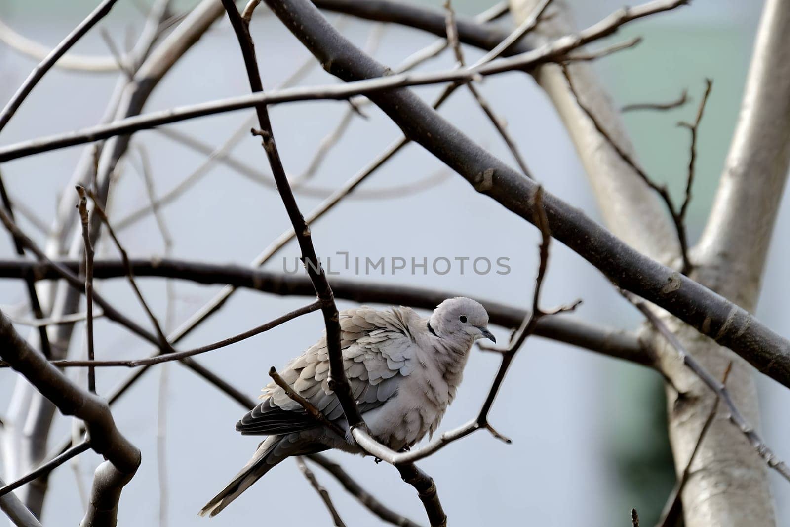 Eurasian collared dove perched gracefully on a tree branch, its soft cooing blending with the serenity of nature.
