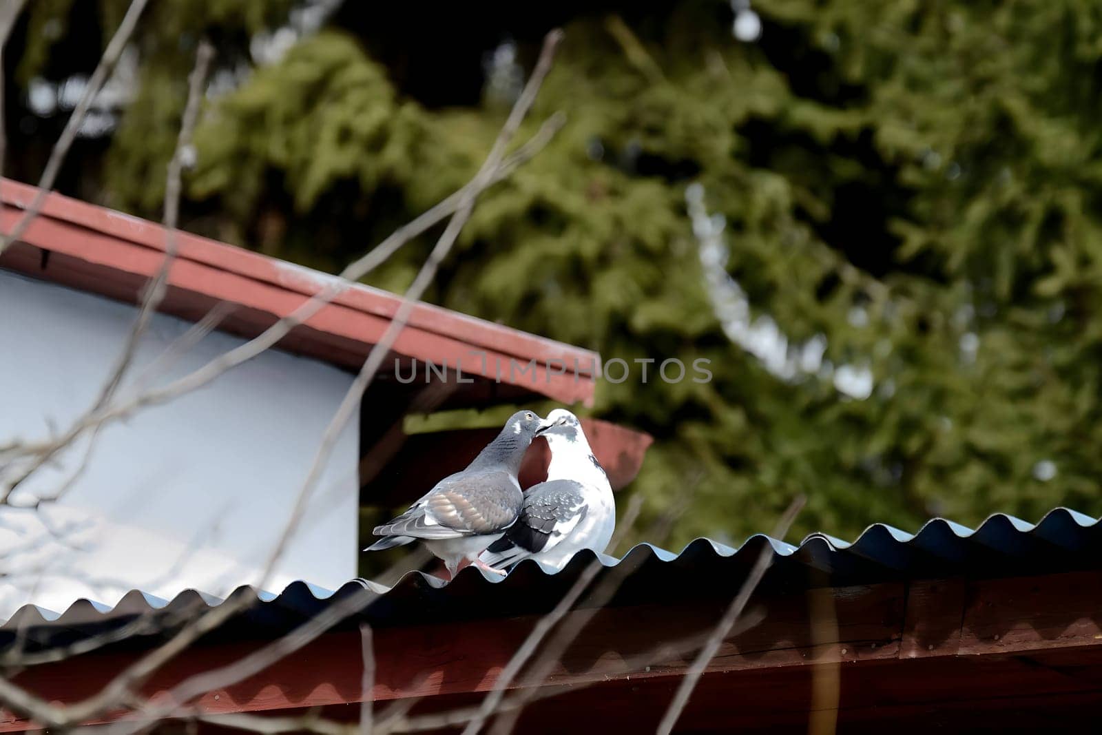 Two pigeons cooing softly on the rooftop of a house, a symbol of peace and tranquility in the urban landscape.