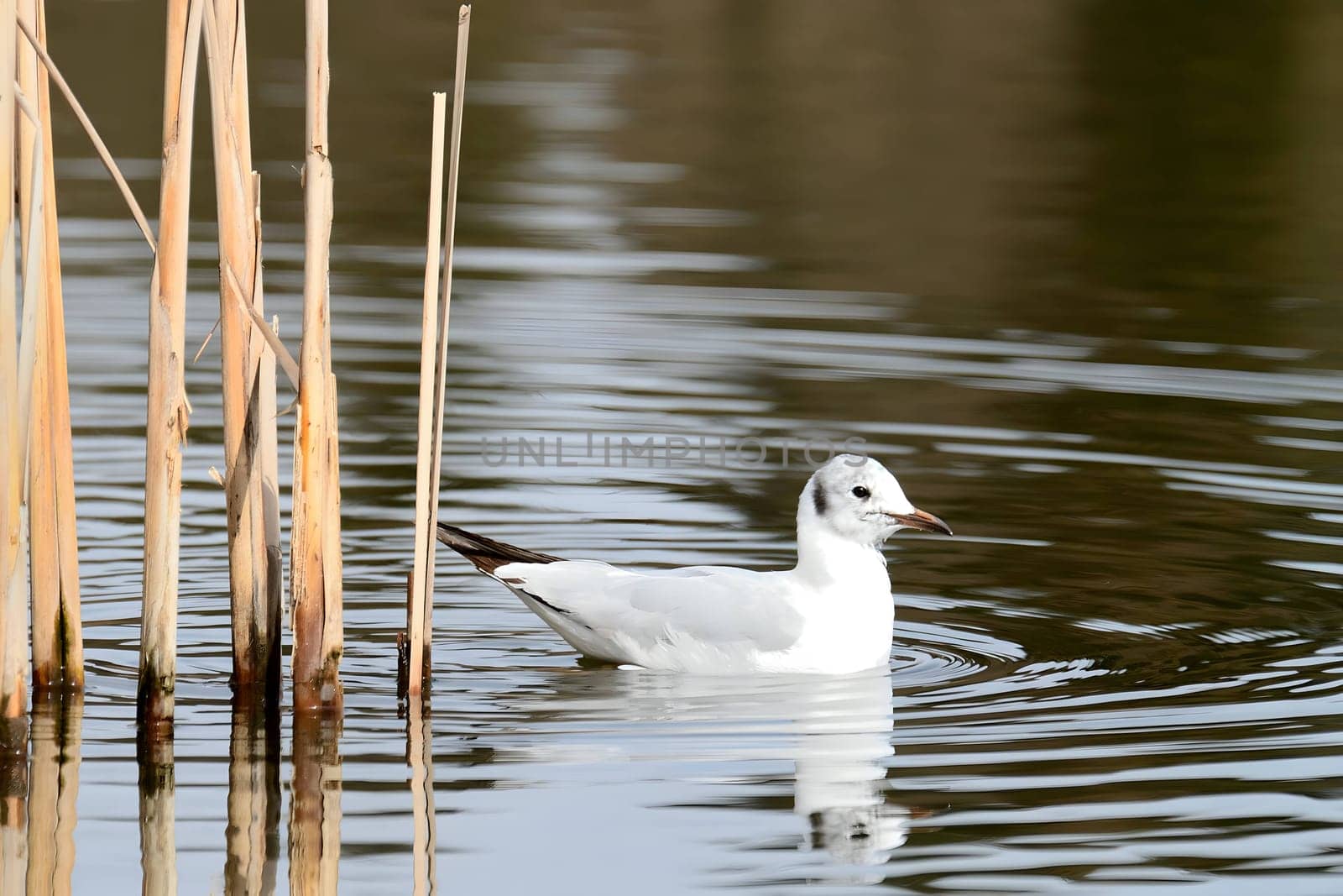 Elegant Black-headed gull gracefully gliding on the water, their white and gray feathers blending harmoniously with the serene surroundings.