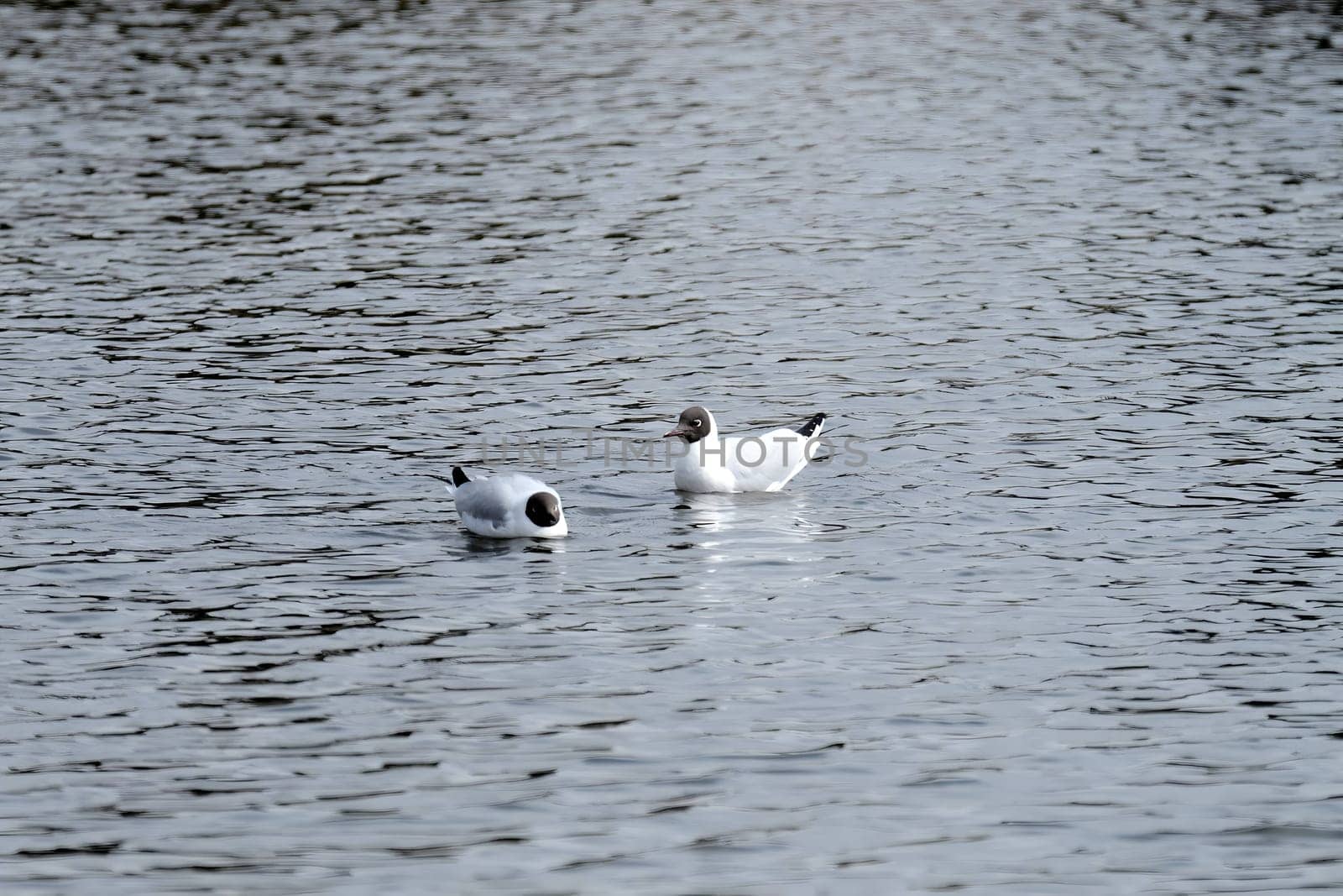 Two elegant Black-headed gulls gracefully gliding on the water, their white and gray feathers blending harmoniously with the serene surroundings.