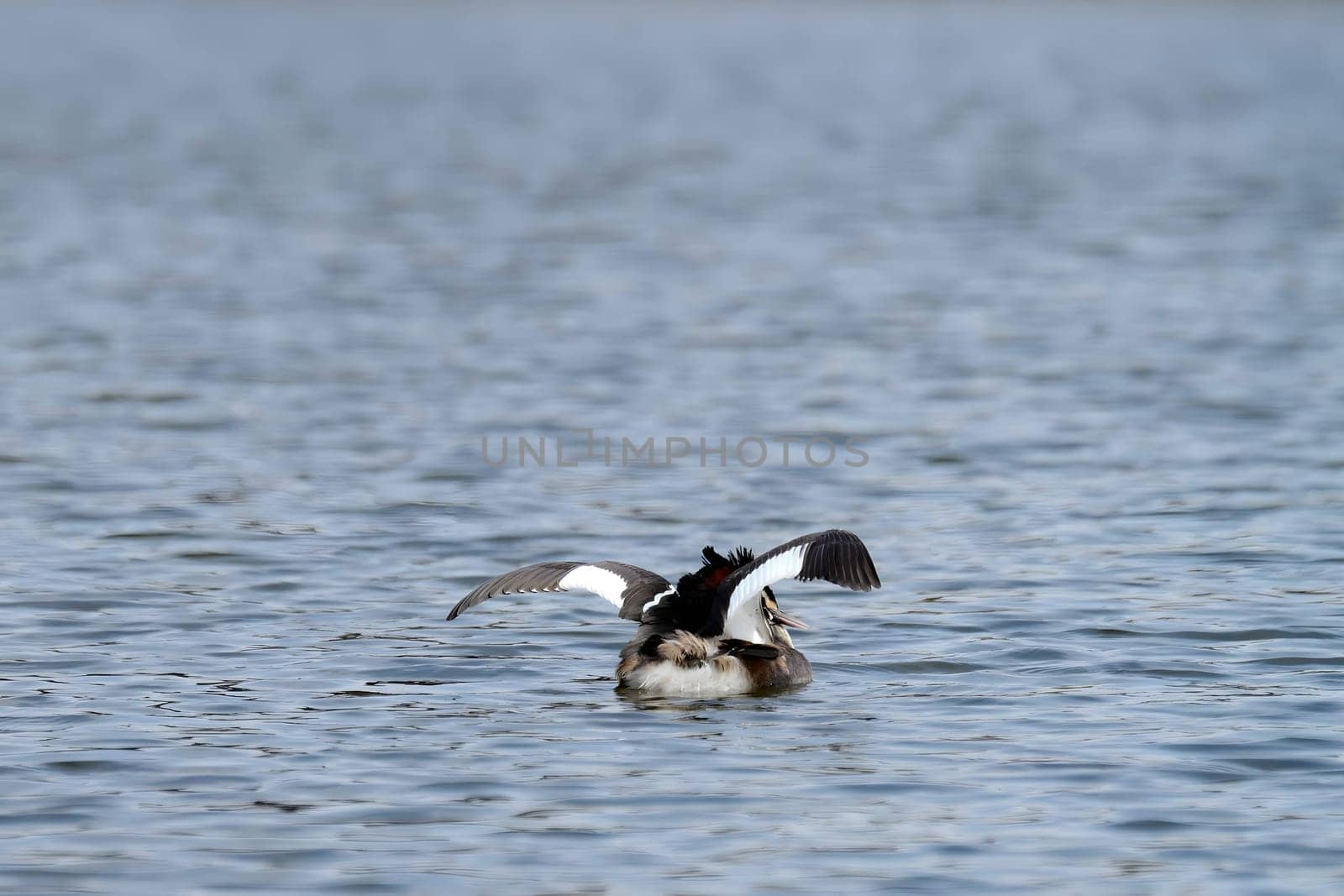 Close-up photo of a male and female Great Crested Grebe together on the water. (75 characters)