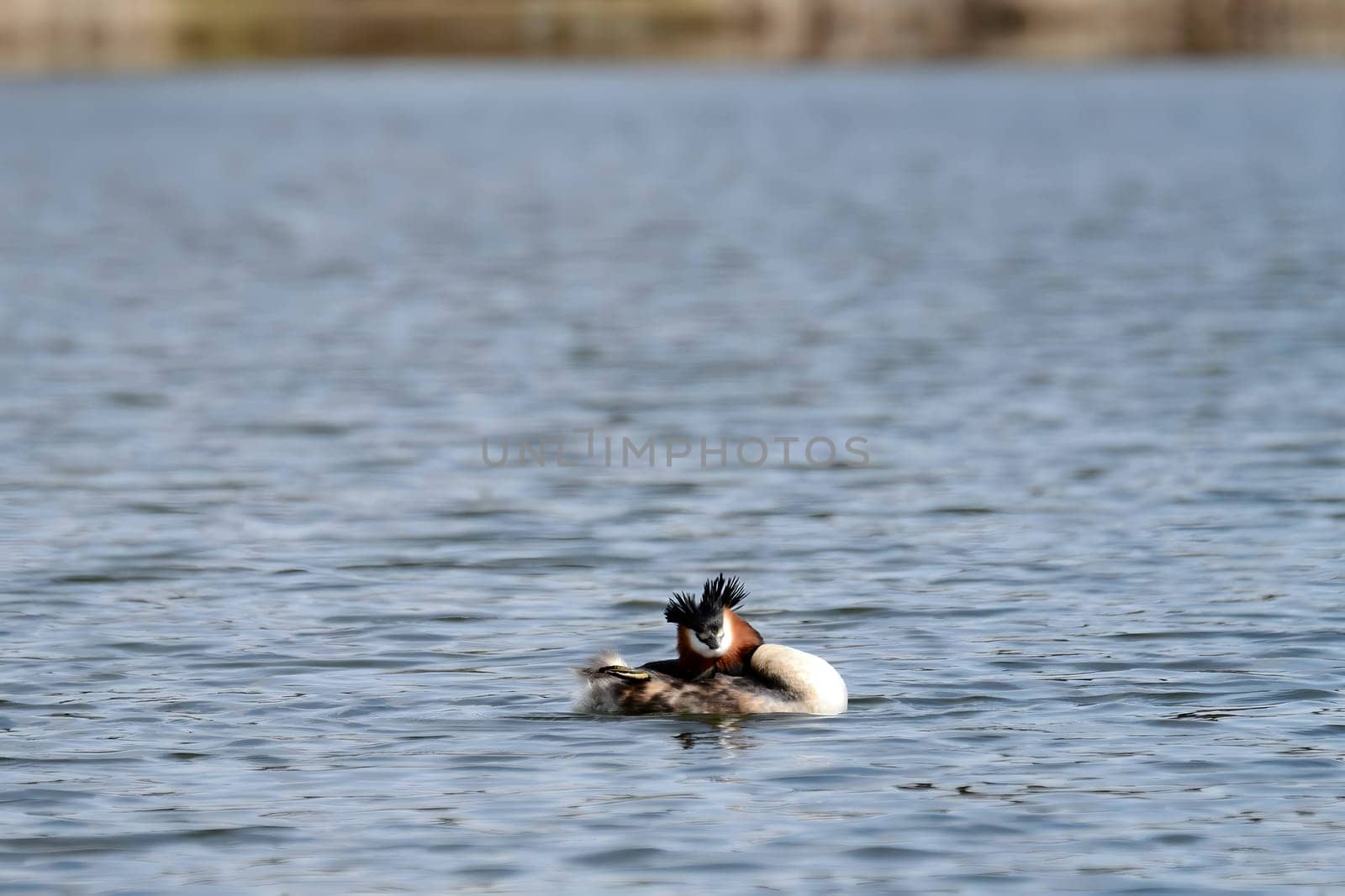 Close-up photo of a male and female Great Crested Grebe together on the water. (75 characters)