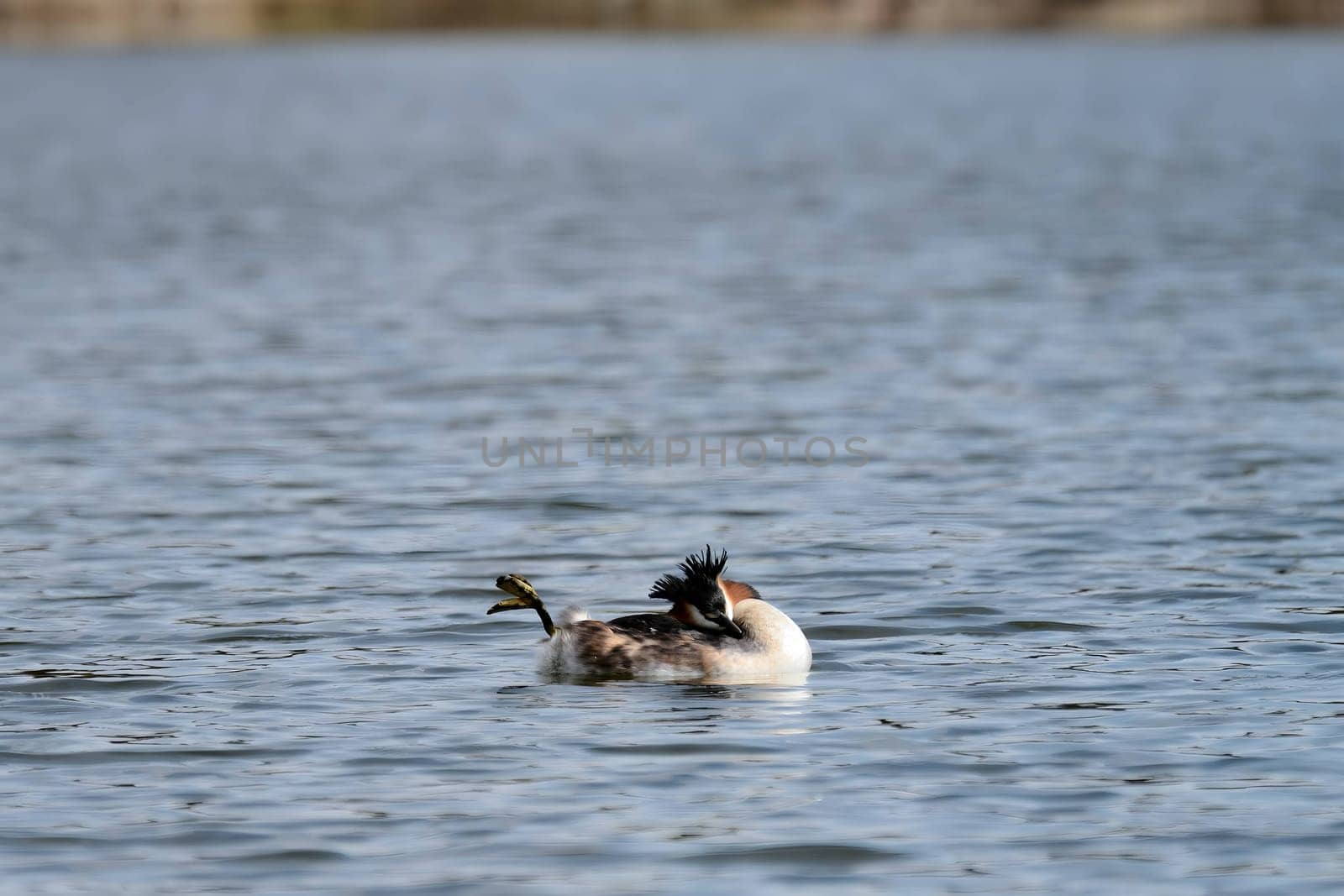 Close-up photo of a male and female Great Crested Grebe together on the water. (75 characters)