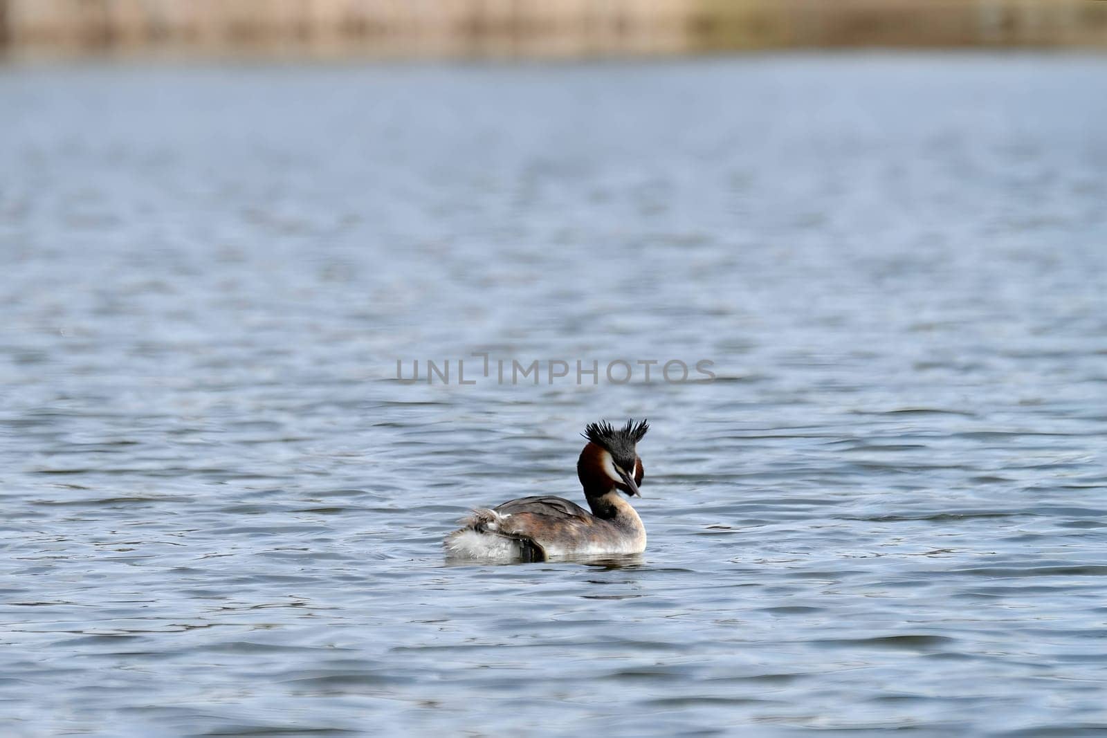 Close-up photo of a male and female Great Crested Grebe together on the water. (75 characters)
