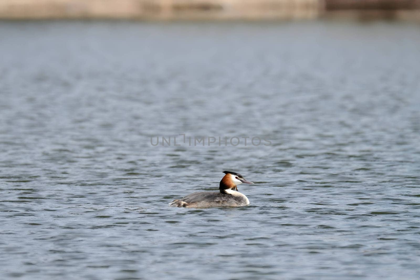 Close-up photo of a male and female Great Crested Grebe together on the water. (75 characters)