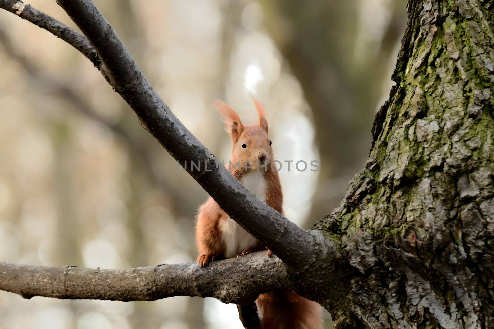 Red squirrel perched on a tree branch.
