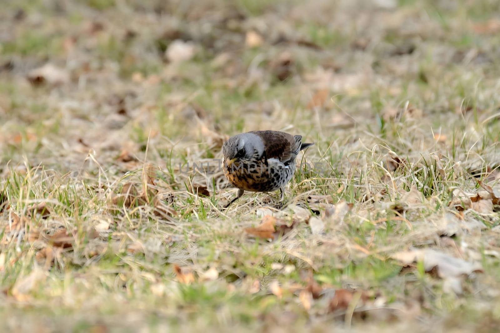 Fieldfare foraging on the ground amidst dry leaves, blending beautifully with its surroundings.