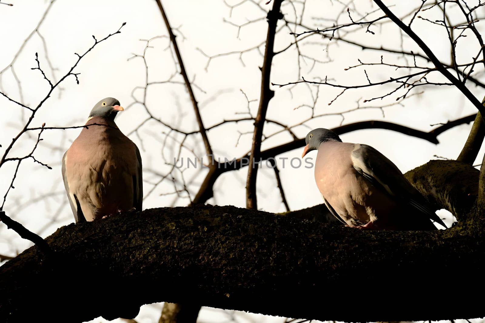 Two common wood pigeons gracefully perched on a sturdy tree branch, their soft colors blending harmoniously with the surrounding foliage.Columba palumbus, Common wood pigeon, pigeon, dove, branch, blurred, season, environment, beauty in nature, fresh, horizontal, outdoor, white, grey, gray, one, countryside, feathers, spring, woodland, green, leaves, bird, animal, tree, twigs, lush, eye, wildlife, beak, branches, selective focus, springtime, nature, avian, scene, wandering, background, plumage, habitat, large, fauna, lonely, closeup, outdoors, cute, single, species, flower field