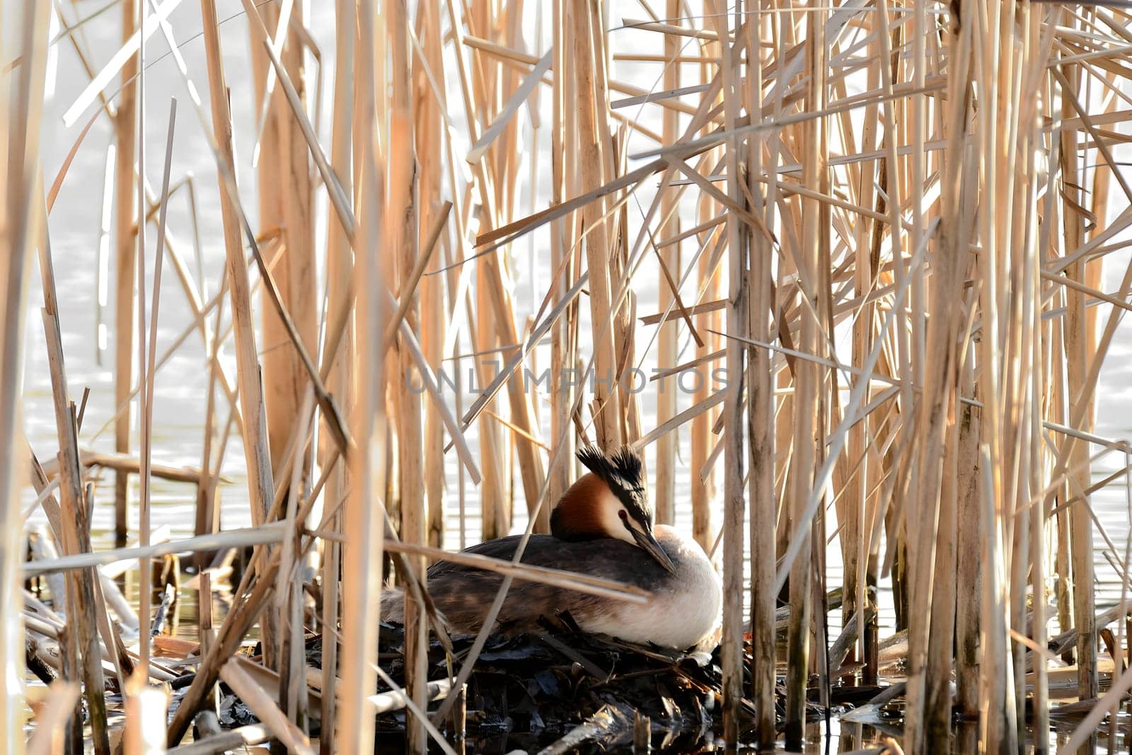 The great crested grebe nestled in its cozy nest, tending to its eggs with tender care, ready to welcome new life into the world.