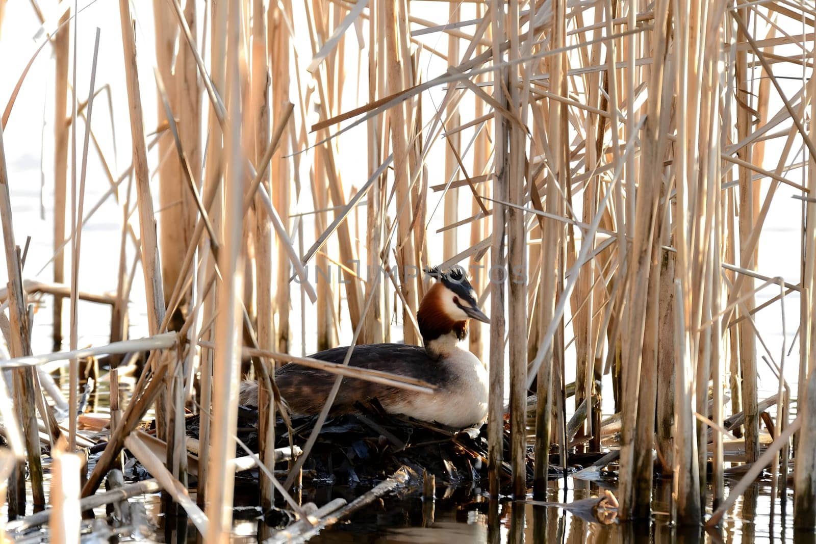 The great crested grebe nestled in its cozy nest, tending to its eggs with tender care, ready to welcome new life into the world.