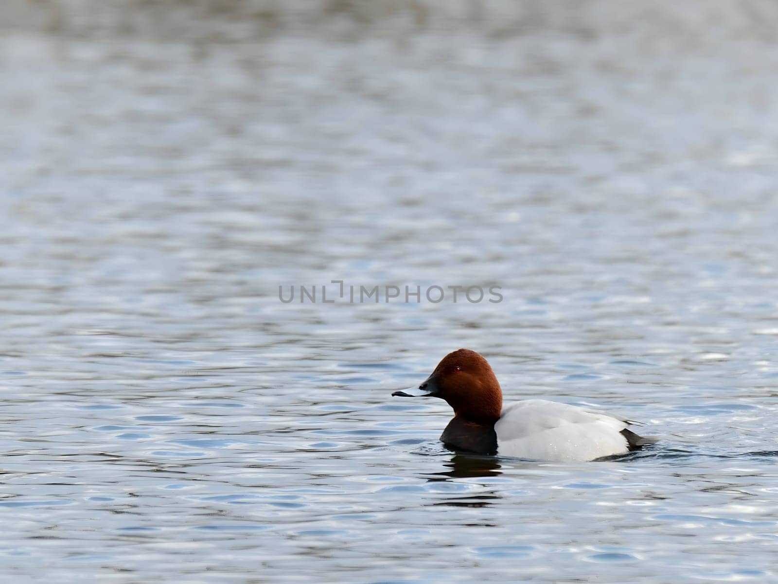 Beautiful Common Pochard gracefully gliding on the water, showcasing its elegant plumage and aquatic prowess.