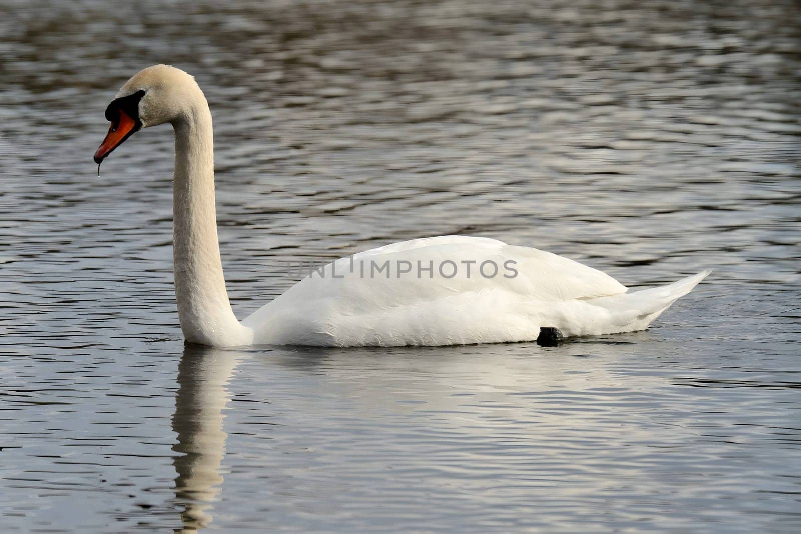 A close-up photograph captures the majestic adult mute swan gracefully gliding on the water, surrounded by lush green scenery, showcasing the beauty of nature.