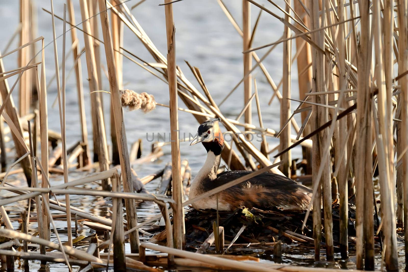 The majestic Great Crested Grebe stands proudly on the breeding ground amidst the serene waters, its striking plumage captivating the eye.