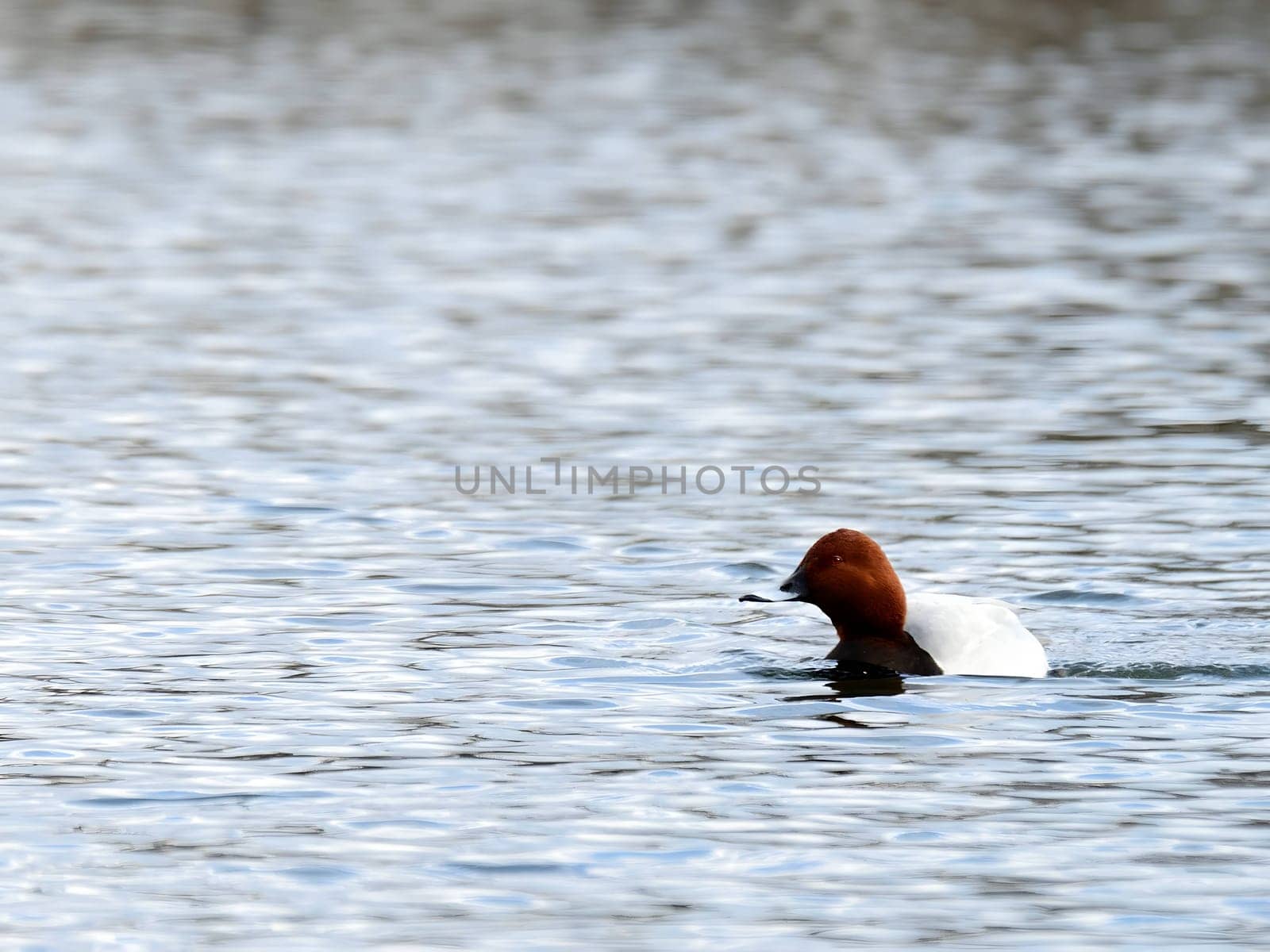 Beautiful Common Pochard gracefully gliding on the water, showcasing its elegant plumage and aquatic prowess.