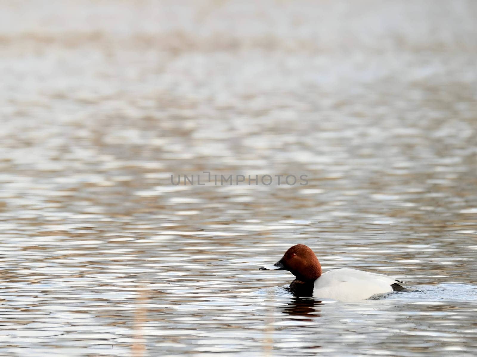 Beautiful Common Pochard gracefully gliding on the water, showcasing its elegant plumage and aquatic prowess.