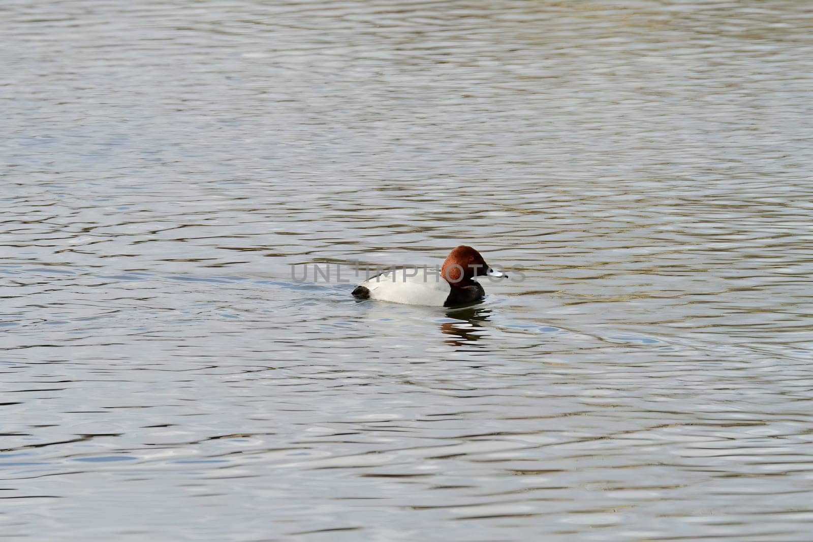 Beautiful Common Pochard gracefully gliding on the water, showcasing its elegant plumage and aquatic prowess.