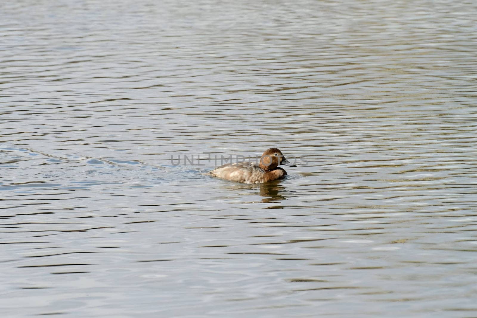 Beautiful Common Pochard gracefully gliding on the water, showcasing its elegant plumage and aquatic prowess.