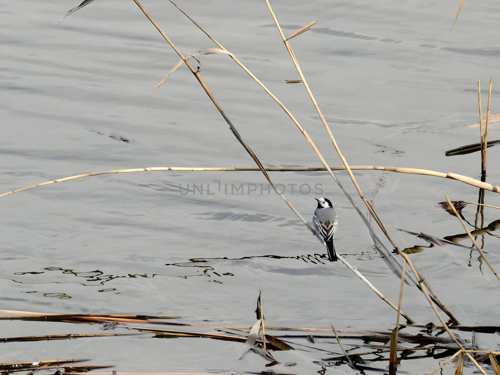 White wagtails perched gracefully on a grassy branch near the tranquil water's edge.