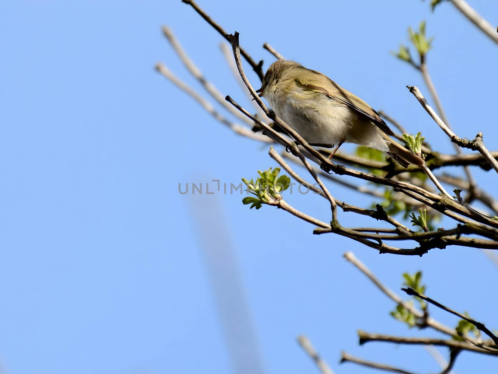 A Common Chiffchaff perched delicately on a branch, its melodious song filling the air, with a softly blurred background adding to the tranquil scene.