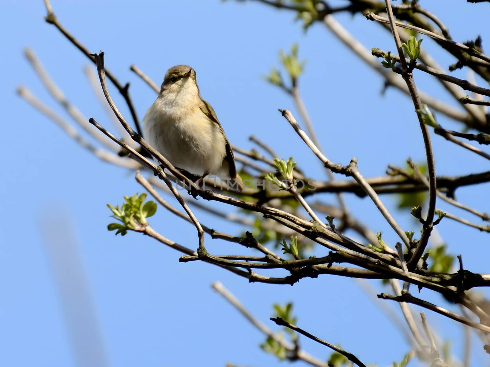 A Common Chiffchaff perched delicately on a branch, its melodious song filling the air, with a softly blurred background adding to the tranquil scene.